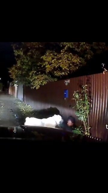 Ataque brutal de un perro deja herida a una mujer en Rusia