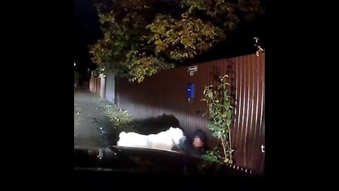 Ataque brutal de un perro deja herida a una mujer en Rusia