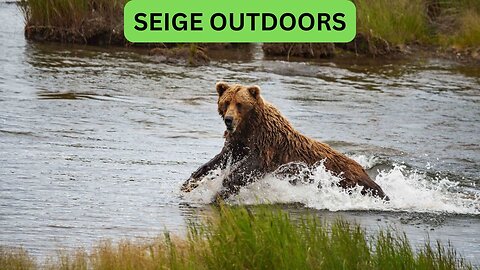 Katmai National Park Bear Feeding Live Stream!