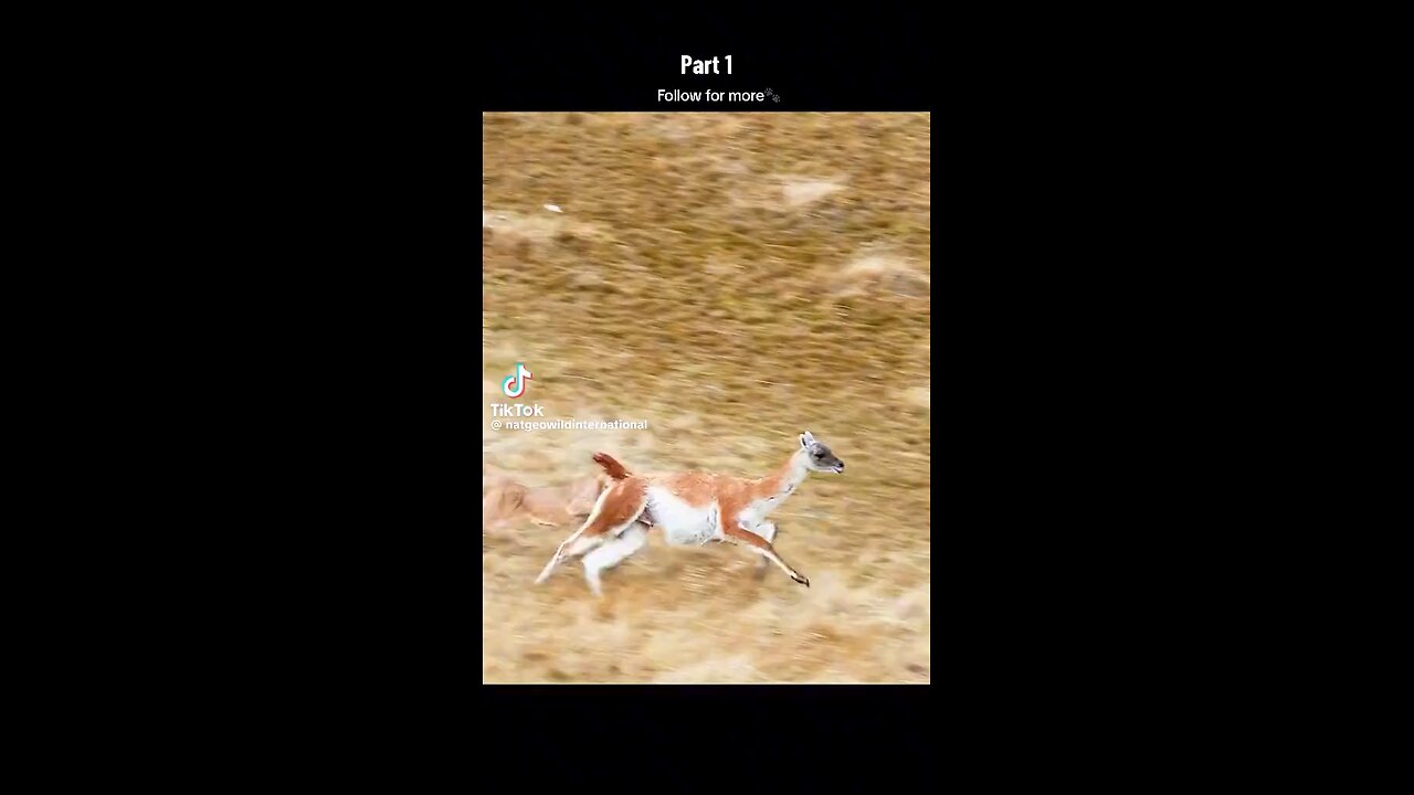 Nat geo wild