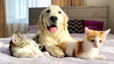 Funny Kittens and Golden Retriever Puppy