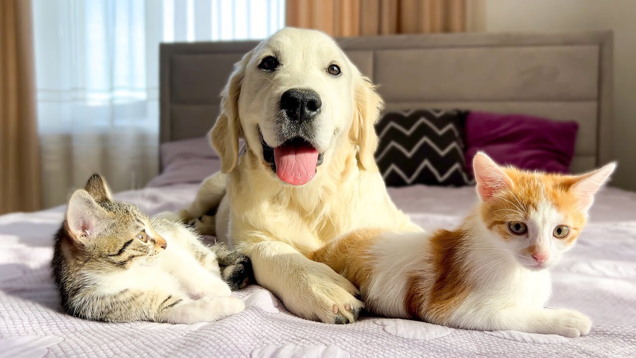 Funny Kittens and Golden Retriever Puppy