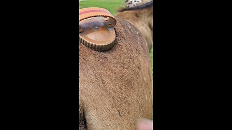 KAWELLUSA.com (Pt.2) Wildfire's opinion! 🤣🐎🤣