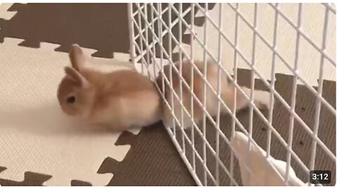 Pet Escape Artists | Funny Pet Video Compilation | Cute Animals and Baby