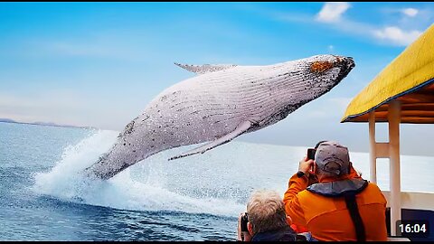 Craziest Animal Encounters of All Time