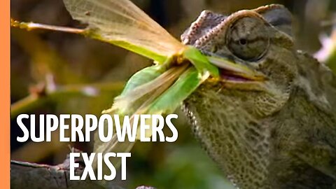 Nature's Elite: Bizarre Superpowers That Shouldn't Exist | Full Documentary