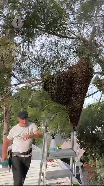 Love All Life Always #146 - Bee Hive Finds A Perfect Home. This Loving Beekeeper is Fantastic!