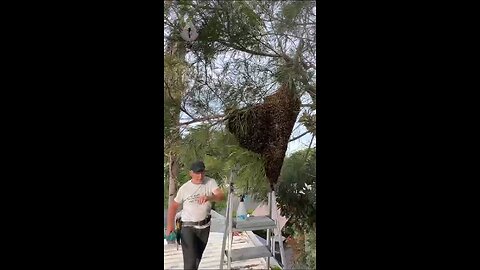 Love All Life Always #146 - Bee Hive Finds A Perfect Home. This Loving Beekeeper is Fantastic!