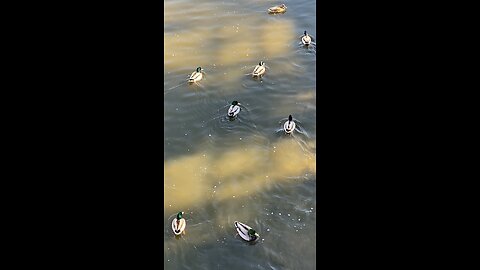 Mallard Ducks 🦆 #mallardducks #shorts #followme #viral #trending #ducks #duck