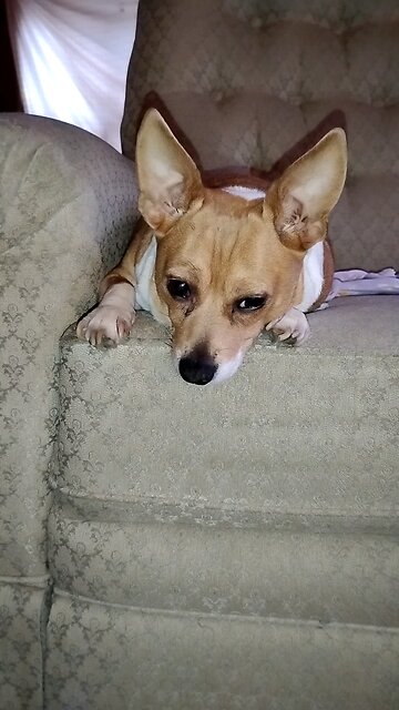 Cute dog, "Daisy Mae"