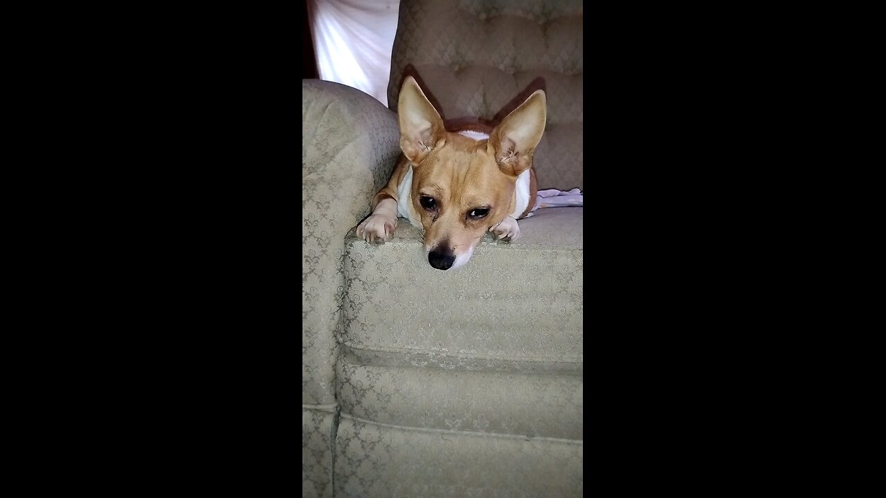 Cute dog, "Daisy Mae"