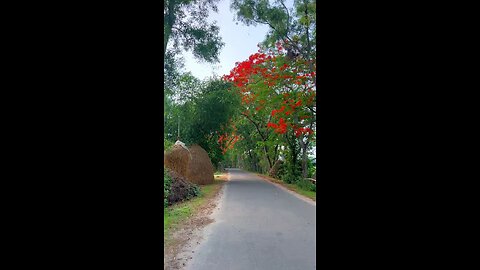 This is very beautiful weather ☘️☘️