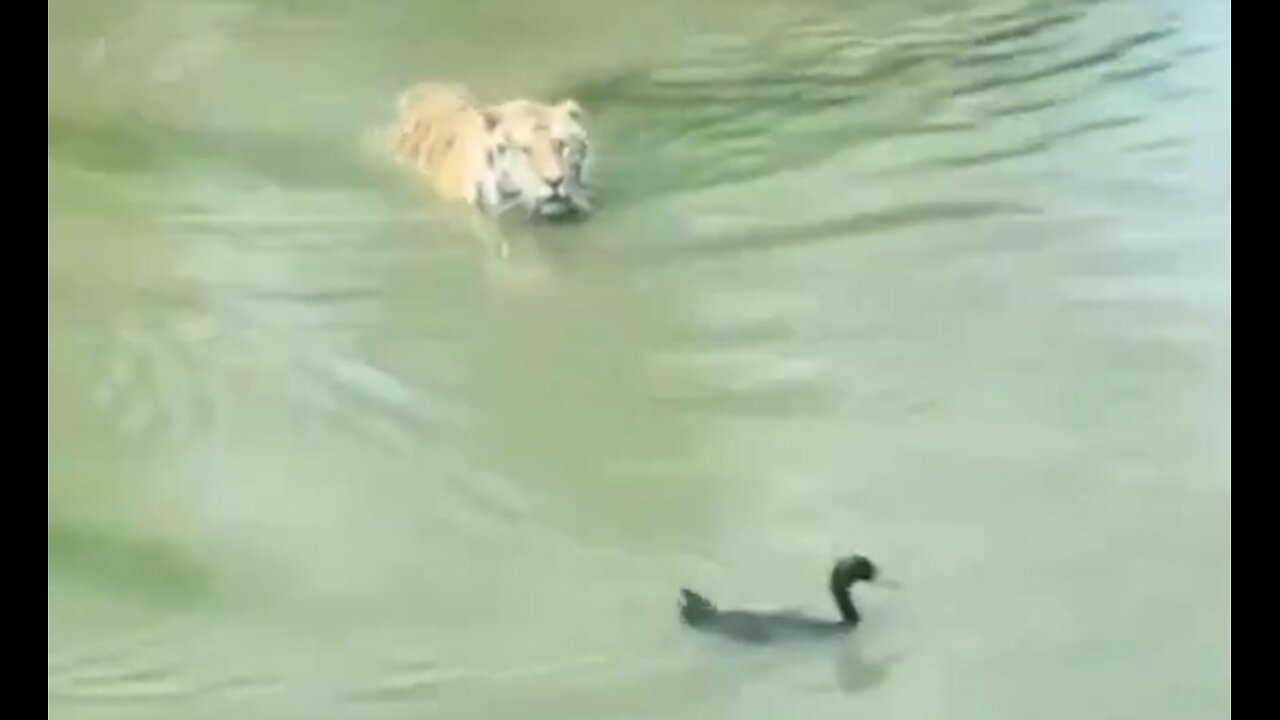 Wild Duck playing "Games" with a hungry Tiger "Where did he go?".