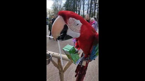 Abilities of birds.