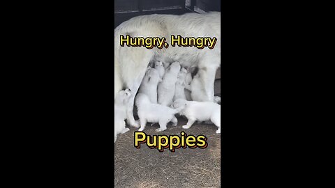 Hungry, hungry puppies!