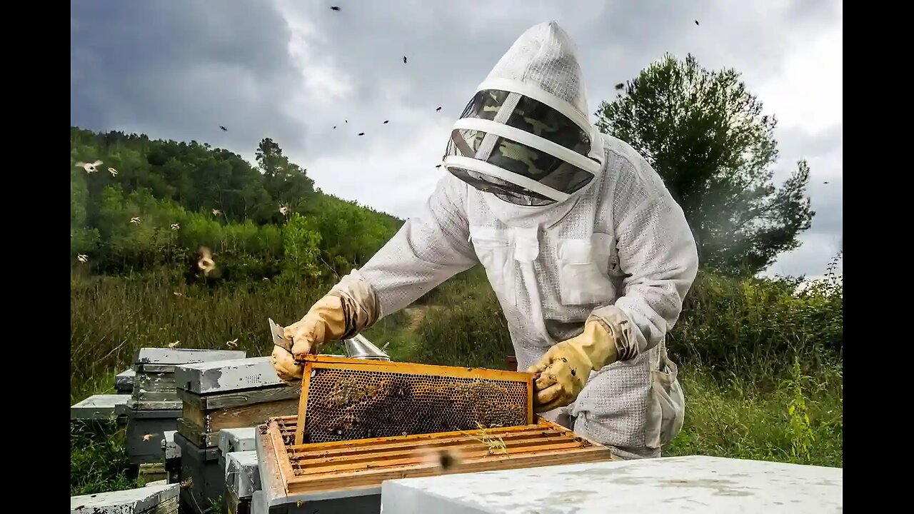 🐝🍯
