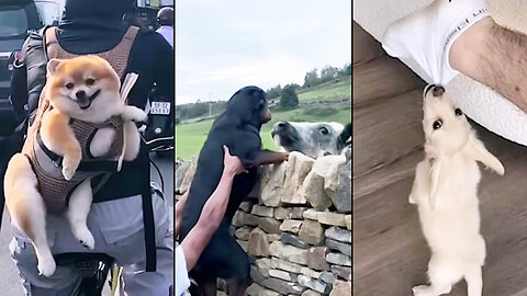 I dare you not to laugh at these funny dogs😂