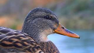 Mallard Duck Hen or Two in Late Fall Close-ups