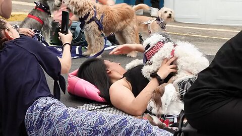 Costa Rican artist Carlos Vargas puts on a concert for dogs