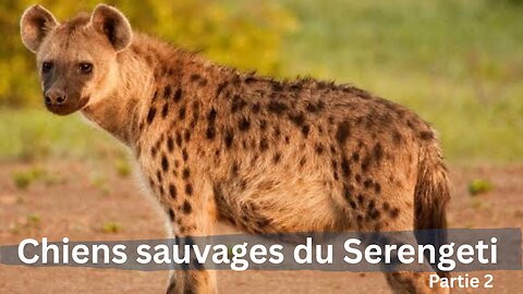 Chiens sauvages du Serengeti : ( Partie 2 ) les tueurs en meute qui déciment tout sur leur passage