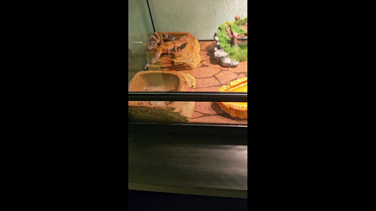 Surprise! We got Lepord Geckos my little horrors! 🦎