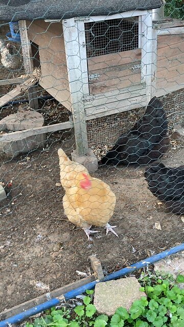 A little check on the hens