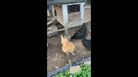 A little check on the hens