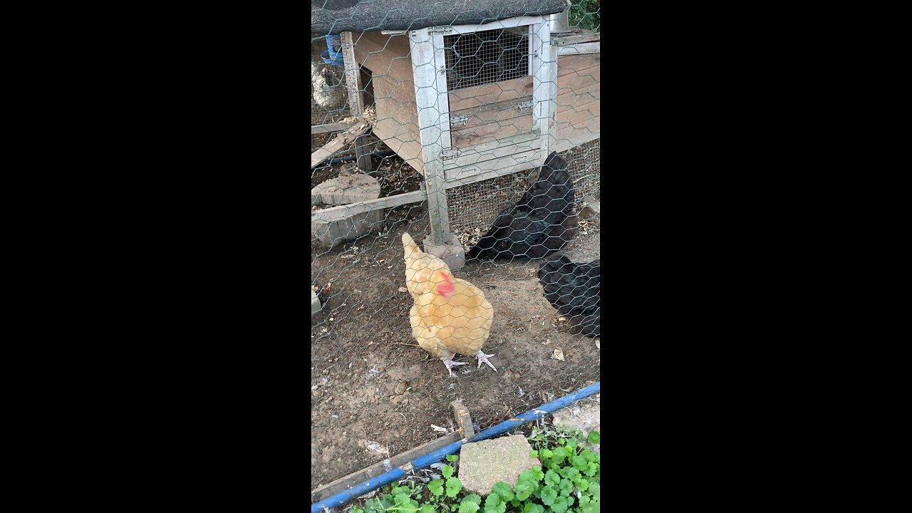 A little check on the hens