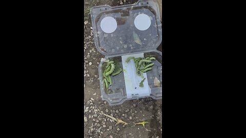 7-13-25 Tomato 🍅 worms😡