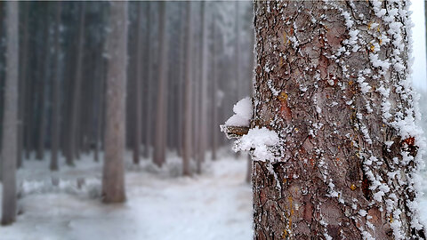 In The Frosty Forest - ASMR Walk In A Winter Forest