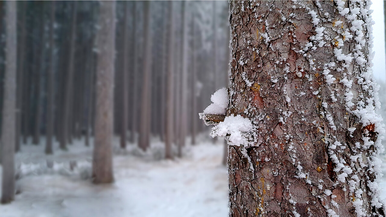 In The Frosty Forest - ASMR Walk In A Winter Forest