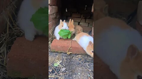 The little rabbit is eating vegetable leaves in the nest. Cute pet debut plan. Rabbit. Rural cut