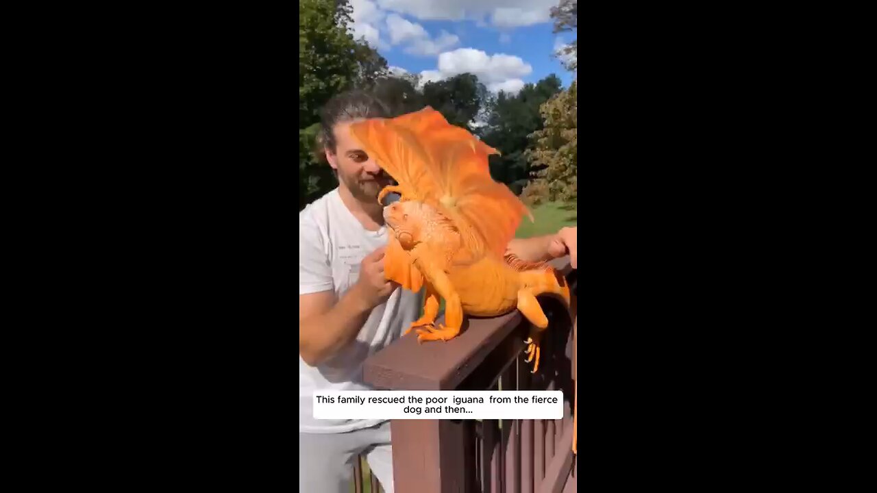 This family rescued the poor iguana from the fierce dog and then #animalshorts #shortvideo