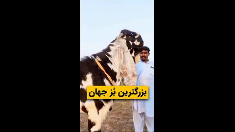 the bigest goat in the world