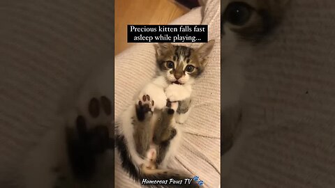 Funny animals 2024😂- Funniest Cats and Dogs Video😹🐶 #41