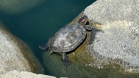 Red Eared-slider Turtle 🐢 swimming July 18 2025