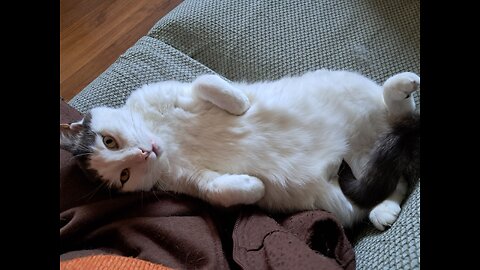 Cutest Mesmorizing Look of a cat ever ! #cutecatvideo