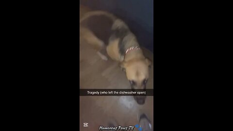 These Animals Make Every Day a Joke!