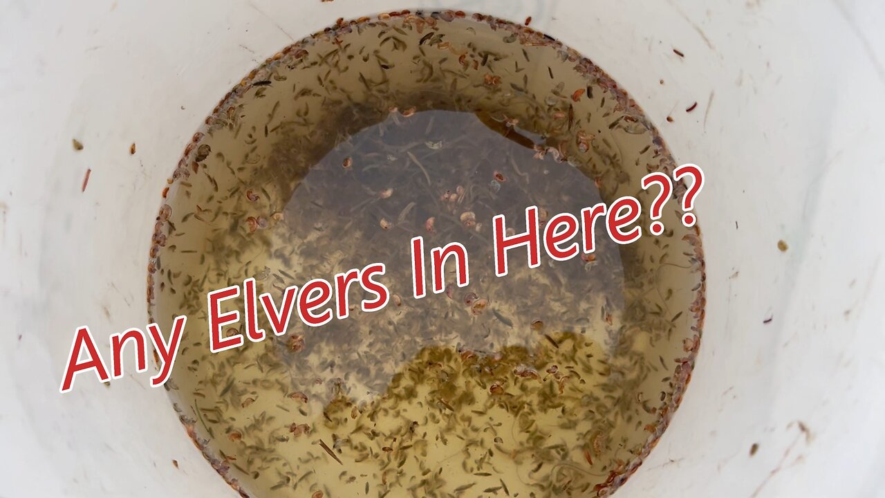 Elver Fishing 2025- The Beginning