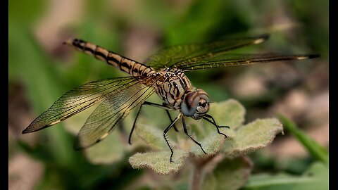 SAVE the Dragonflies! - Your Backyard Heroes! Here's Why ...