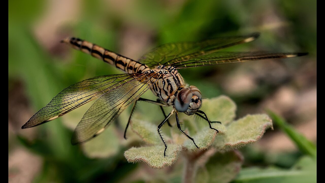 SAVE the Dragonflies! - Your Backyard Heroes! Here's Why ...