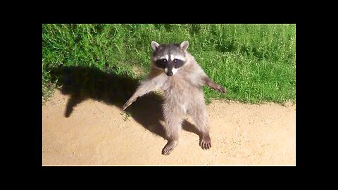 Funniest Animal Videos Ever