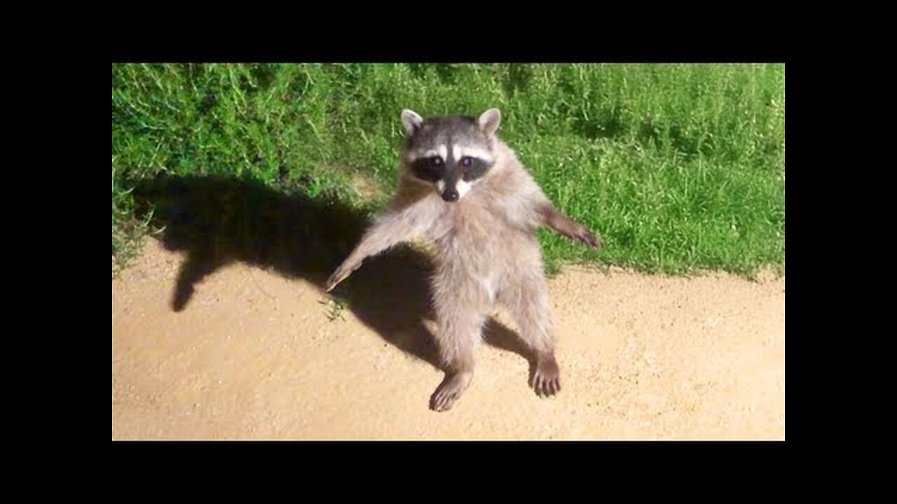 Funniest Animal Videos Ever