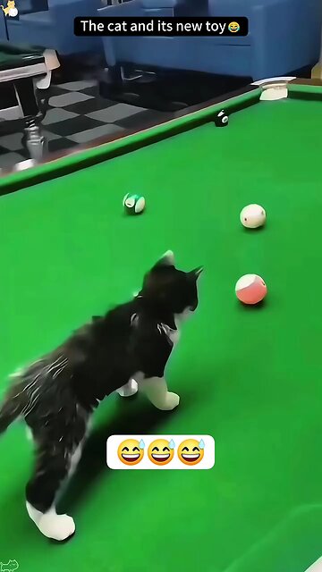 cat try to play