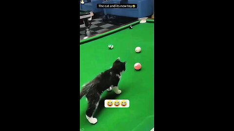 cat try to play