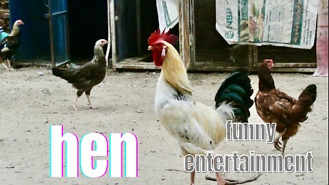 Hen and little chicks funny movements
