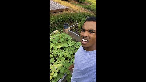 Grow cucumbers with me