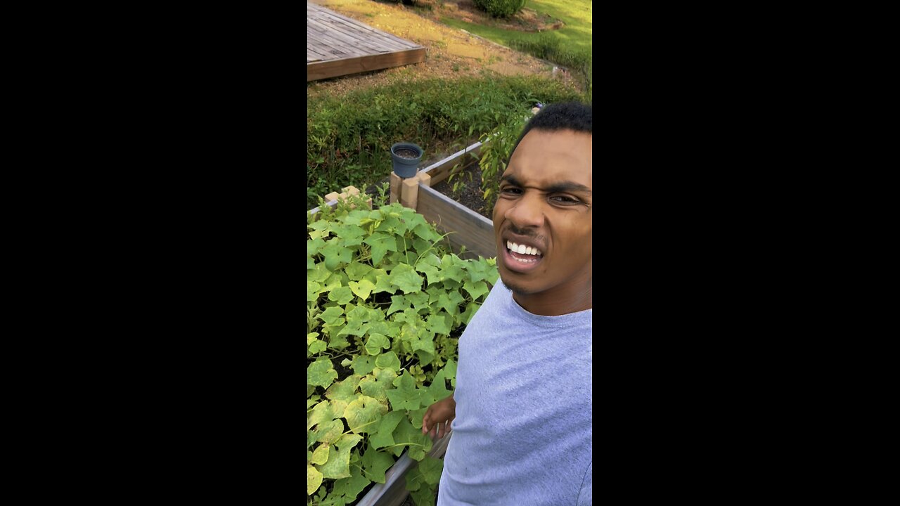 Grow cucumbers with me