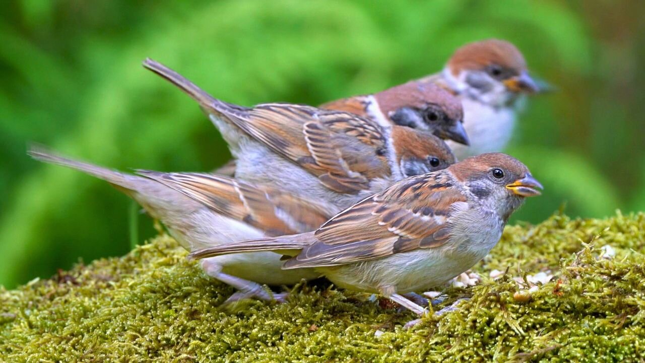 Family of Eurasian Tree Sparrows on a Mossy Rock
