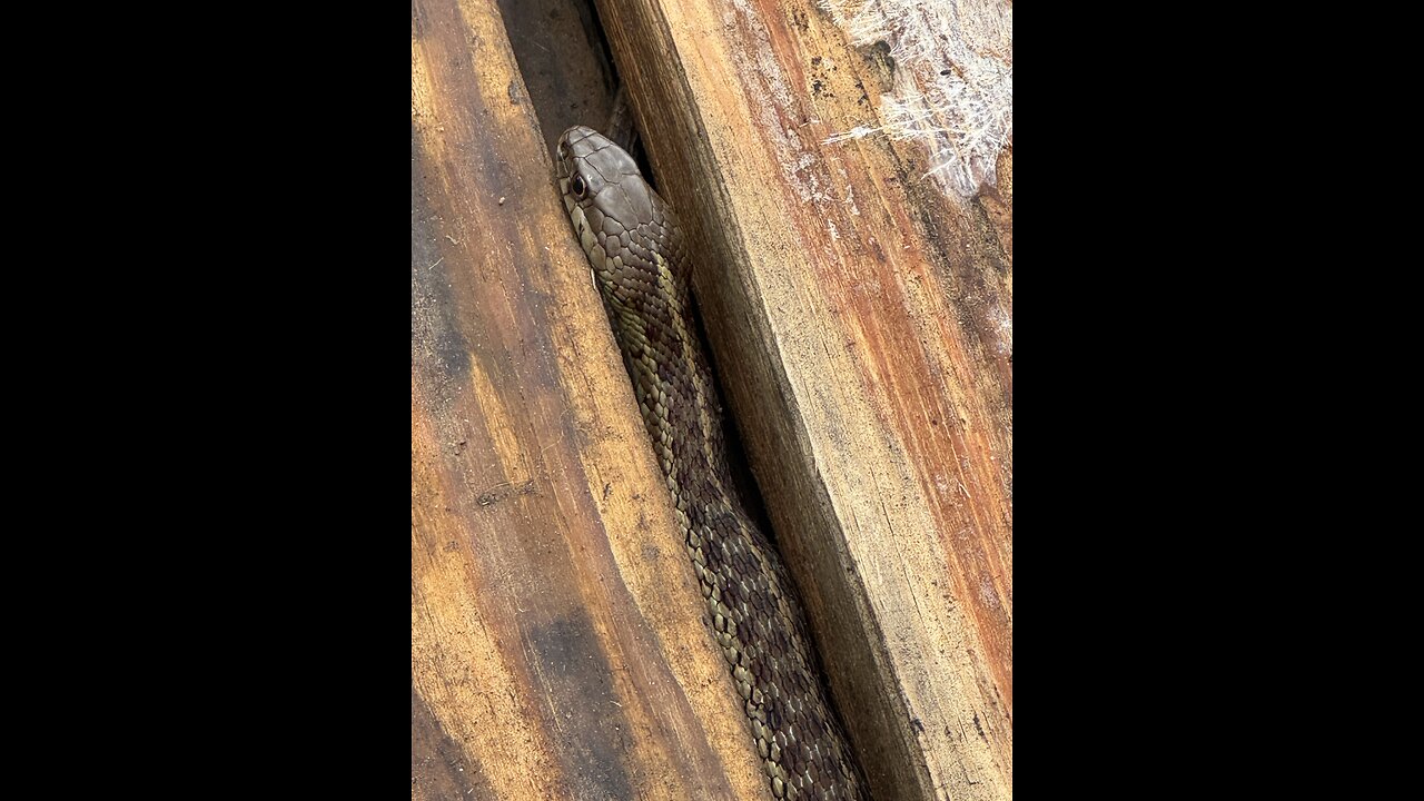 A Surprise in the Wood Pile... #shorts